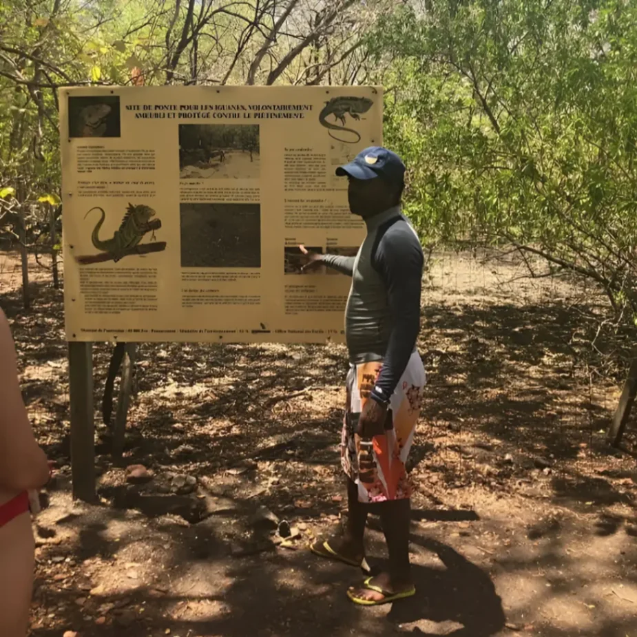 Personne montrant un panneau éducatif sur les iguanes dans un sentier naturel, entouré d’arbres et de végétation