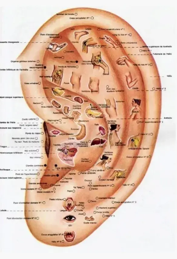 Schéma des points de l’oreille